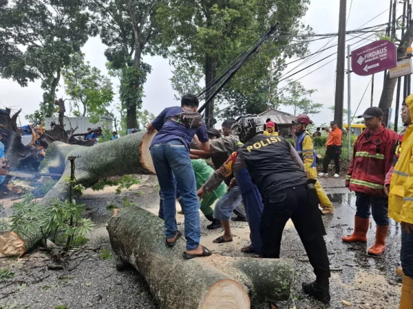 Petugas gabungan dibantu warga mengevakuasi pohon tumbang di Jalan Nasional Padalarang-Purwakarta, Kecamatan Cikalongwetan, Bandung Barat. Minggu (3/11). Dok petugas Kecamatan Cikalongwetan