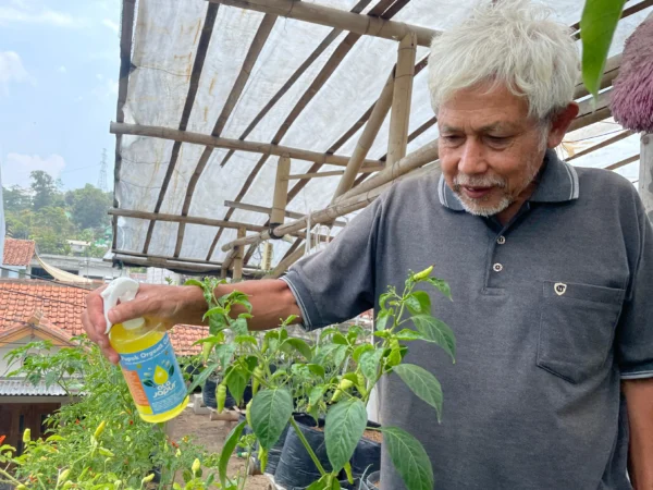 Yayan Suryana (71), tengah menyemprot tanaman di kediamannya di Perum Baloper, Desa/Kecamatan Padalarang, Bandung Barat. Selasa (5/11). Dok Jabar Ekspres