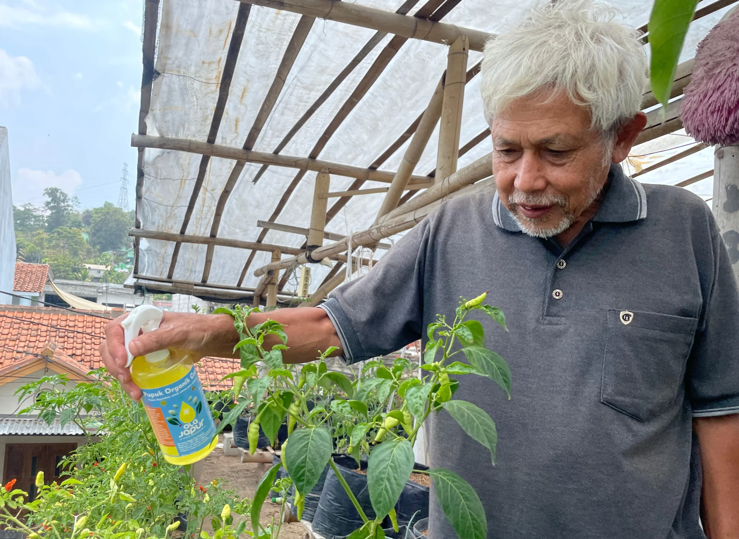 Yayan Suryana (71), tengah menyemprot tanaman di kediamannya di Perum Baloper, Desa/Kecamatan Padalarang, Bandung Barat. Selasa (5/11). Dok Jabar Ekspres