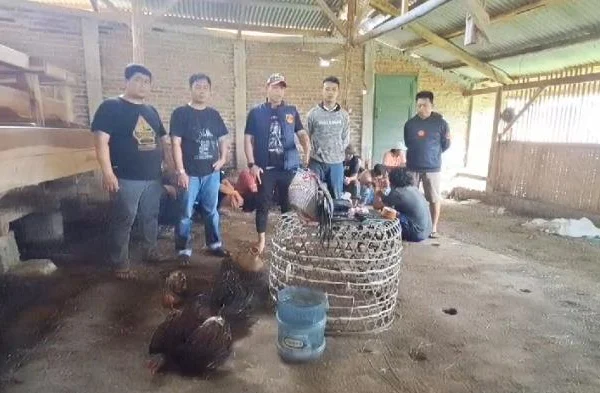 Polsek Ciwidey saat melakukan penggerebekan lokasi perjudian sabung ayam di Desa Sukawening, Kecamatan Ciwidey, Kabupaten Bandung. Foto Istimewa