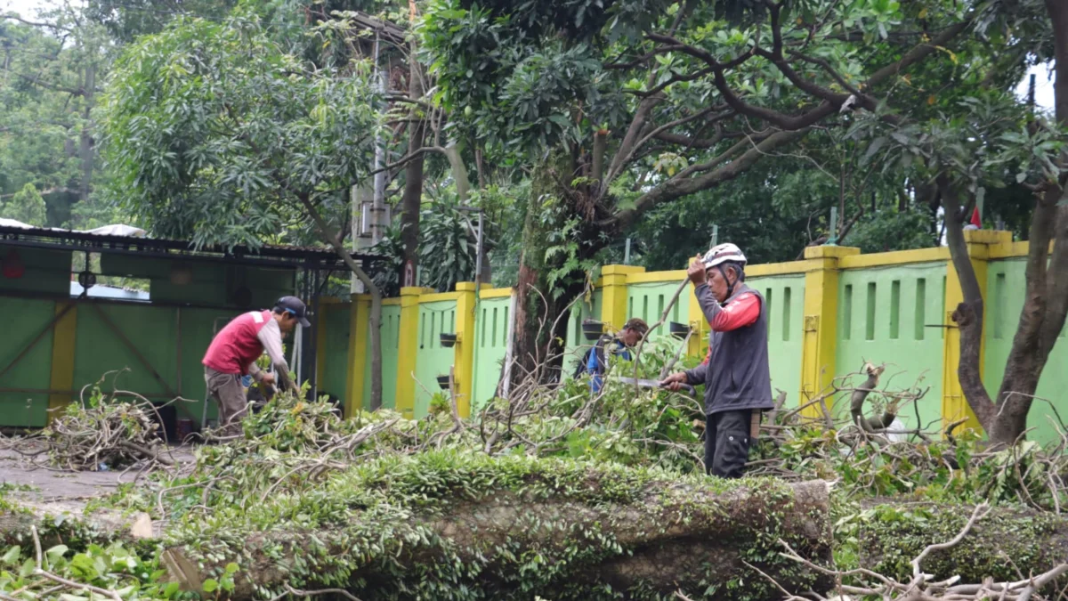 Beberapa Sekolah di Kota Cimahi alami kerusakan akibat pohon tumbang dan angin kencang