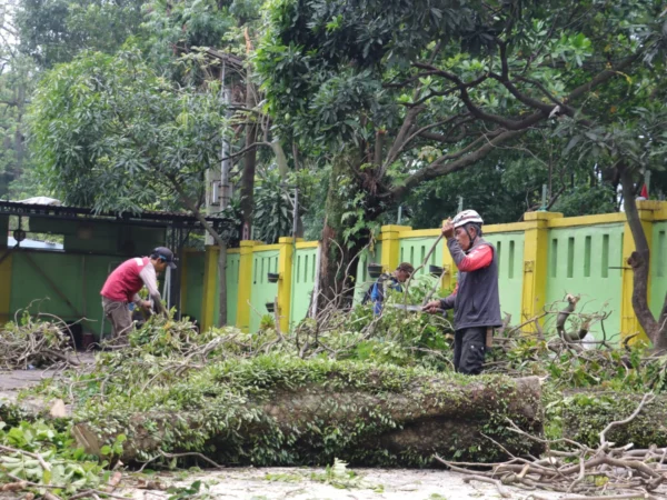 Beberapa Sekolah di Kota Cimahi alami kerusakan akibat pohon tumbang dan angin kencang