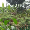 Kebun Holtikultura KWT RW 15 Kelurahan Cipageran yang Mengalami Hambatan Panen (mong)