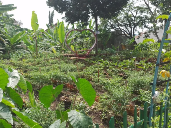 Kebun Holtikultura KWT RW 15 Kelurahan Cipageran yang Mengalami Hambatan Panen (mong)