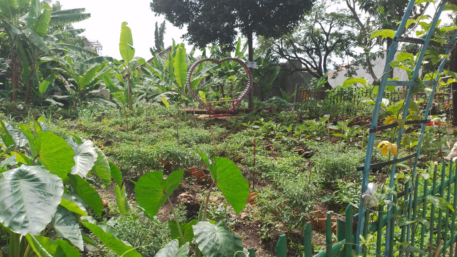 Kebun Holtikultura KWT RW 15 Kelurahan Cipageran yang Mengalami Hambatan Panen (mong)