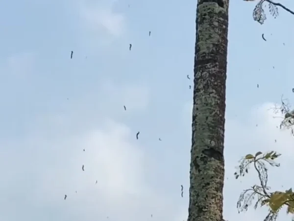 Fenomena Serangan Ulat Jati di Gunung Kidul Viral di Media Sosial