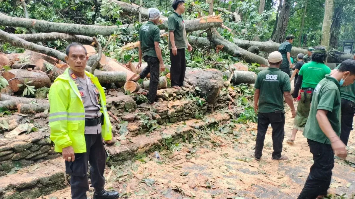 Pihak Kepolisian, TNI, BPBD dan masyarakat tengah melakukan pembersihan dahan pohon tumbang. (foto/ANTARA)