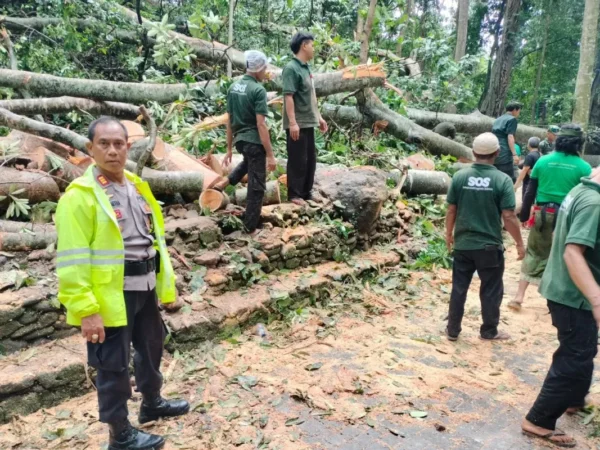 Pihak Kepolisian, TNI, BPBD dan masyarakat tengah melakukan pembersihan dahan pohon tumbang. (foto/ANTARA)