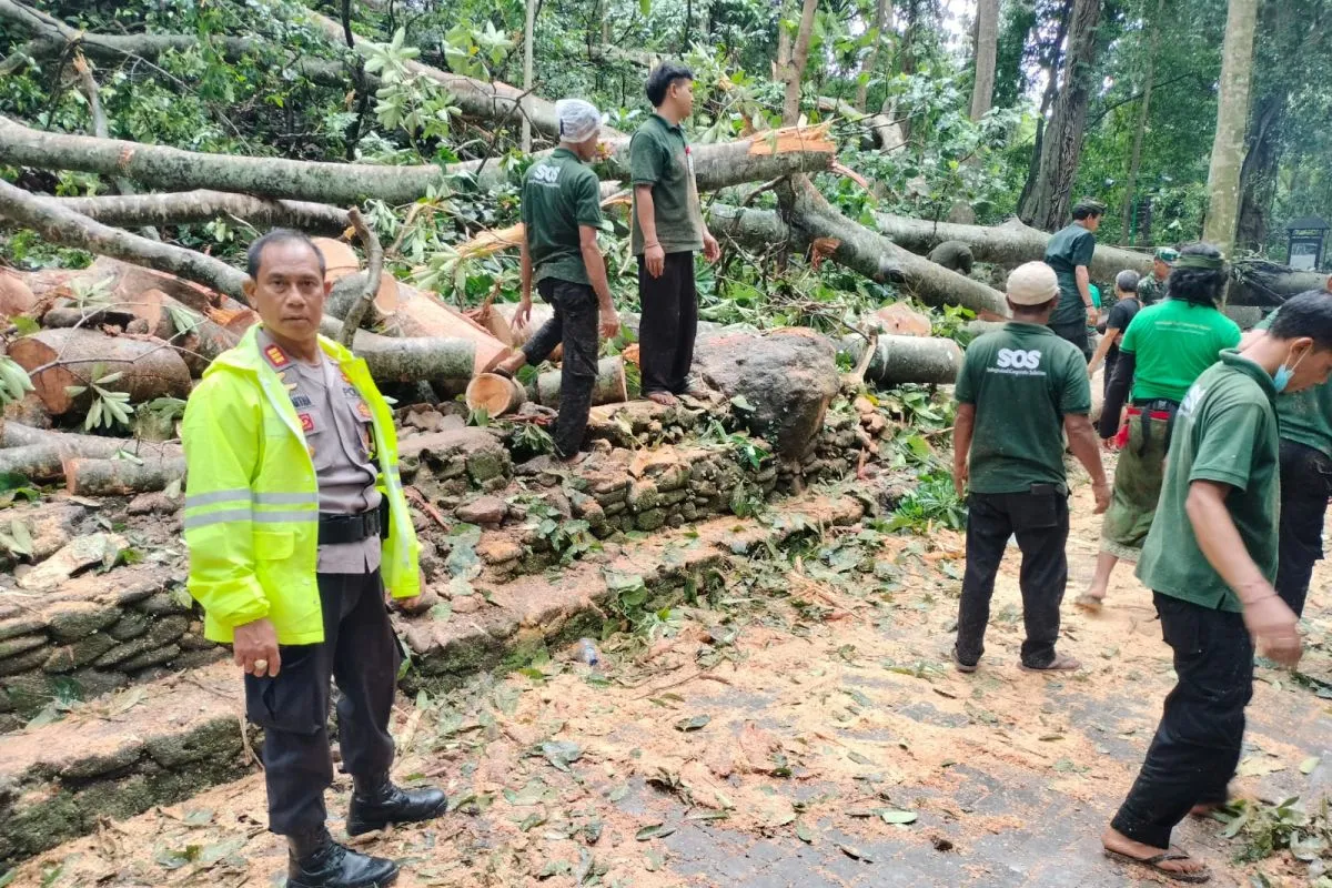 Pihak Kepolisian, TNI, BPBD dan masyarakat tengah melakukan pembersihan dahan pohon tumbang. (foto/ANTARA)