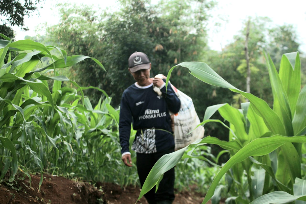 Ayep saat berangkat ke ladang jagung miliknya.(son)