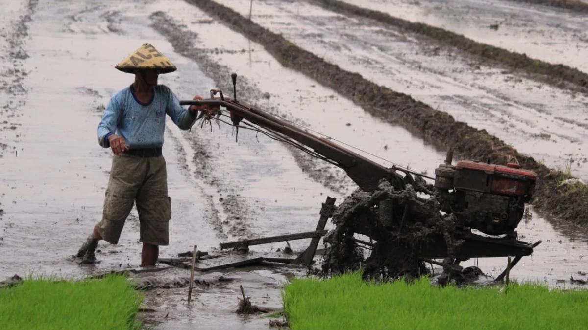 Koperasi Bantu Petani dari Monopoli Tengkulak