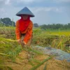 Petani di Kecamatan Ngamprah, Bandung Barat, saat memanen padi. Dok Jabar Ekspres