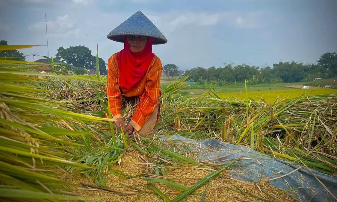 Petani di Kecamatan Ngamprah, Bandung Barat, saat memanen padi. Dok Jabar Ekspres