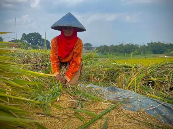 Petani di Kecamatan Ngamprah, Bandung Barat, saat memanen padi. Dok Jabar Ekspres