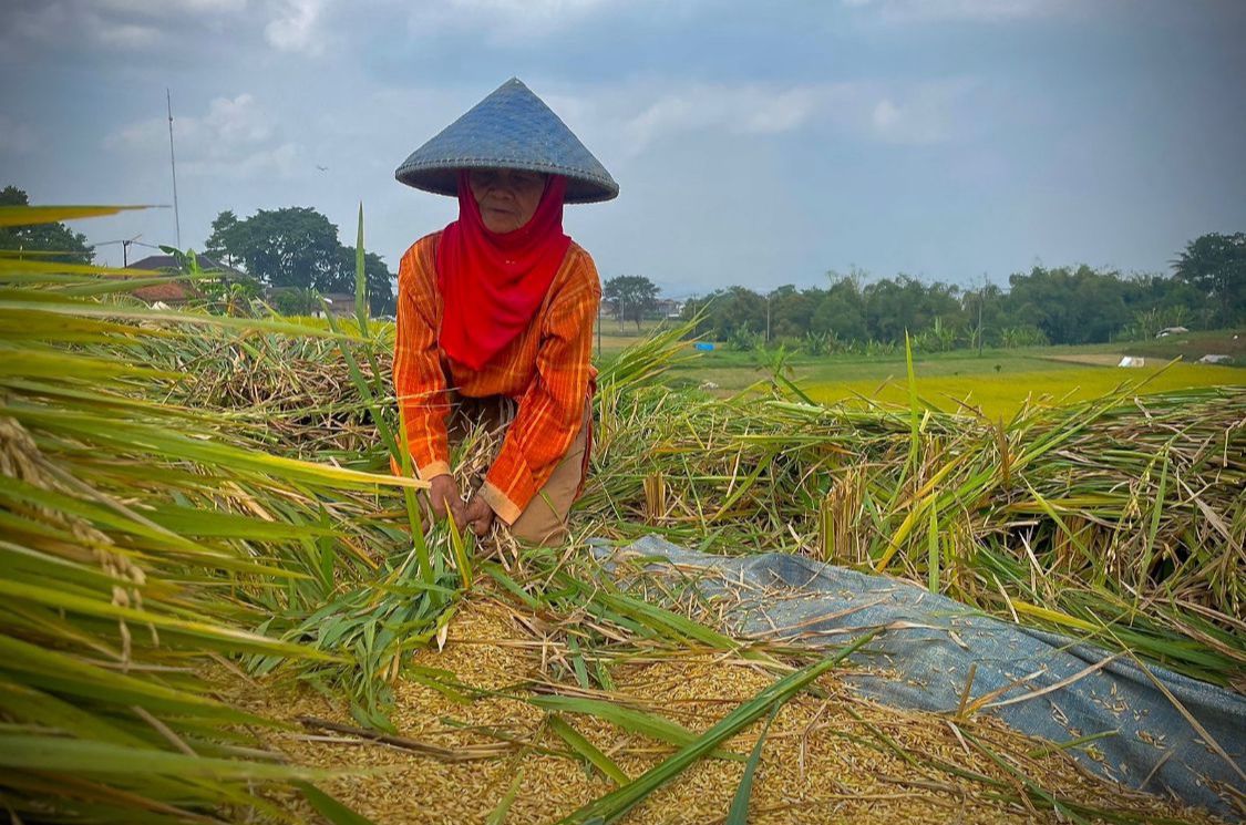 Petani di Kecamatan Ngamprah, Bandung Barat, saat memanen padi. Dok Jabar Ekspres