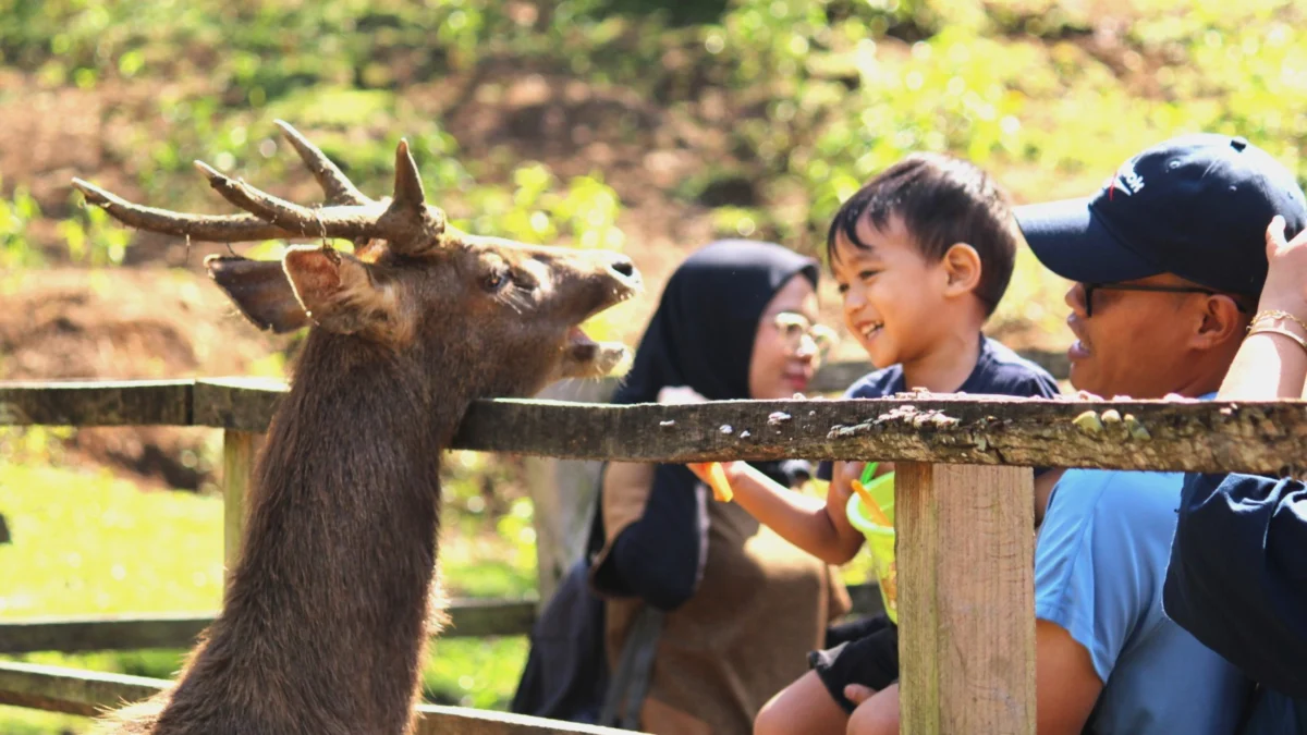 Pengunjung saat memberi makan rusa di Penakaran Rusa Tahura Djuanda. (son)