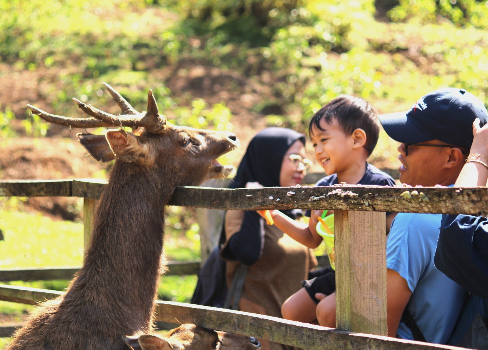 Pengunjung saat memberi makan rusa di Penakaran Rusa Tahura Djuanda. (son)