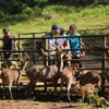 Pengunjung saat memberi makan rusa di penakaran rusa yang ada di Kawasan Tahura Ir. Djuanda. (son)