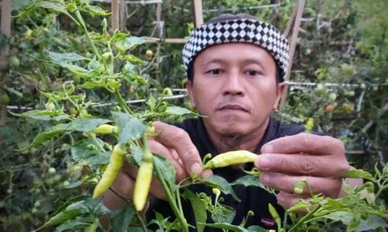 Petani di Lembang saat memperlihatkan cabai yang kekurangan nutrisi akibat faktor cuaca. Senin (9/12). Dok istimewa