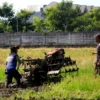 Ilustrasi petani sedang membajak sawah (son)