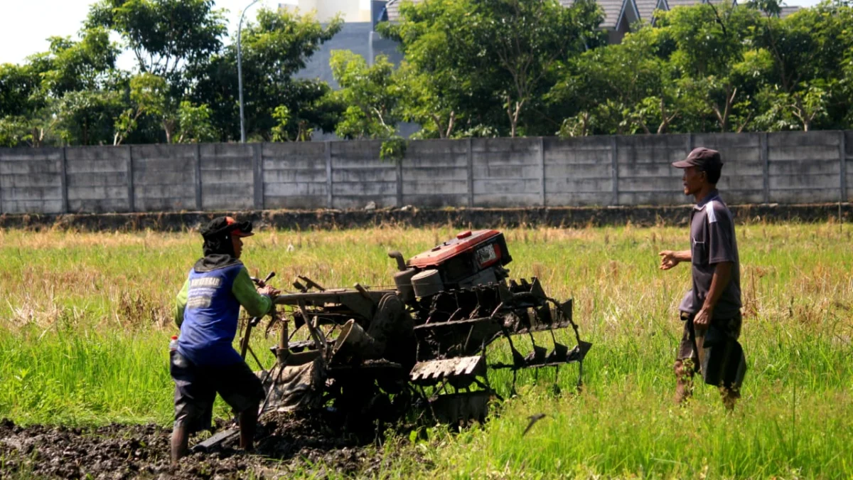 Ilustrasi petani sedang membajak sawah (son)