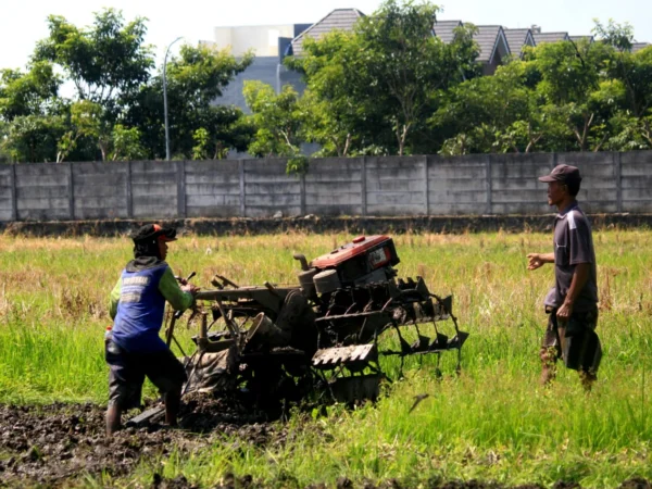 Ilustrasi petani sedang membajak sawah (son)