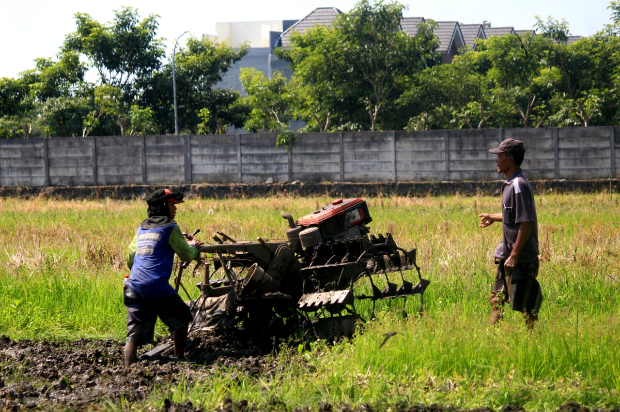 Ilustrasi petani sedang membajak sawah (son)