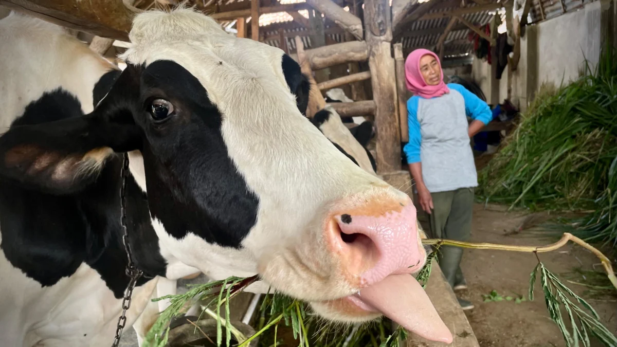 Peternak sapi perah di Lembang, Bandung Barat tengah memberikan pakan. Dok Jabar Ekspres