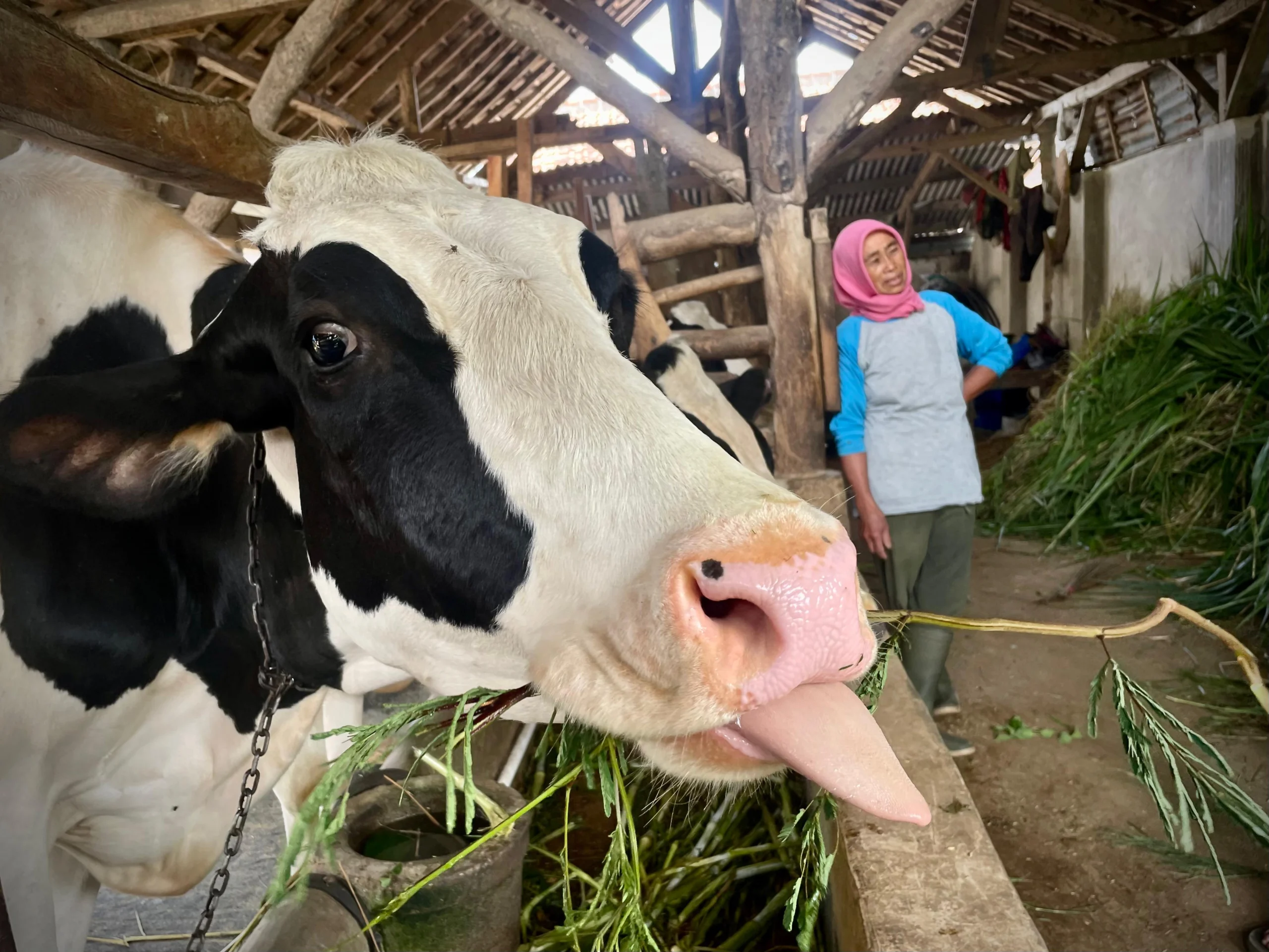 Peternak sapi perah di Lembang, Bandung Barat tengah memberikan pakan. Dok Jabar Ekspres