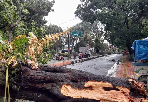 Salah Satu Pohon Tumbang di Cimahi Beberapa Waktu Lalu Akibat Diterjang Hujan Deras dan Angin Kencang (Jabar Ekspres)