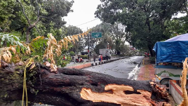 Salah Satu Pohon Tumbang di Cimahi Beberapa Waktu Lalu Akibat Diterjang Hujan Deras dan Angin Kencang (Jabar Ekspres)