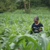 Petani Jagung di Nagreg Kabupaten Bandung saat memupuk tanaman jagungnya.(son)