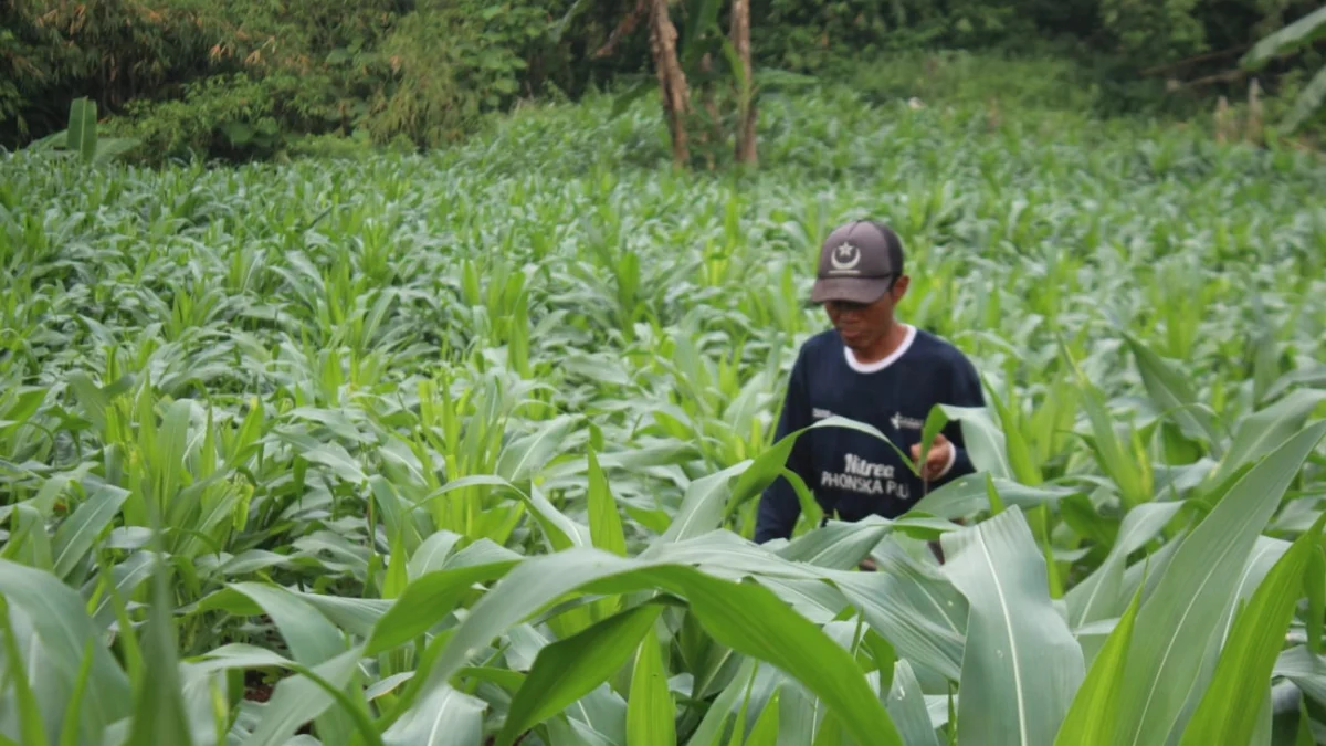 Petani Jagung di Nagreg Kabupaten Bandung saat memupuk tanaman jagungnya.(son)