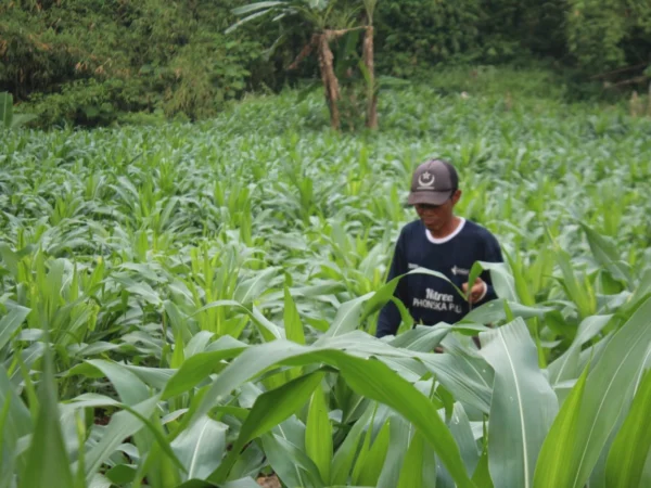 Petani Jagung di Nagreg Kabupaten Bandung saat memupuk tanaman jagungnya.(son)