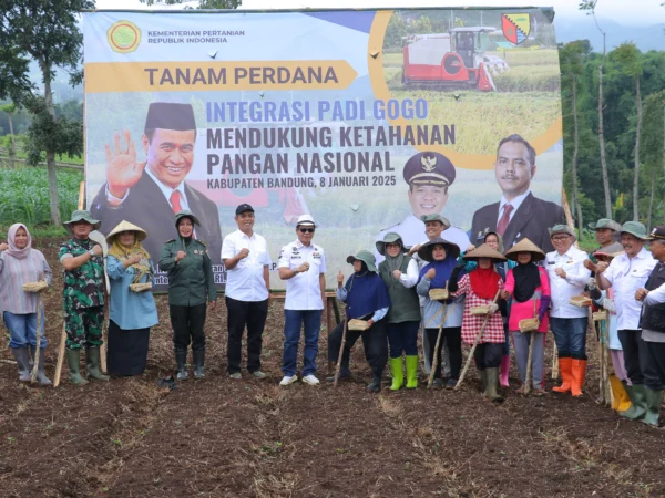 Untuk meningkatkan ketahanan pangan dengan memanfaatkan lahan-lahan yang kurang produktif. Pemerintah Kabupaten Bandung meluncurkan program penanaman padi gogo terintegrasi di SPLPP Unpad di Desa/Kecamatan Arjasari, Kabupaten Bandung, Rabu (8/1/2025). Foto Istimewa