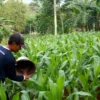 SUBUR : Petani Nagreg Ayep Saepudin saat memupuk tanaman jagungnya menggunakan Pupuk NPK dan Urea, Minggu (29/12/2024).(Hendrik Muchlison)