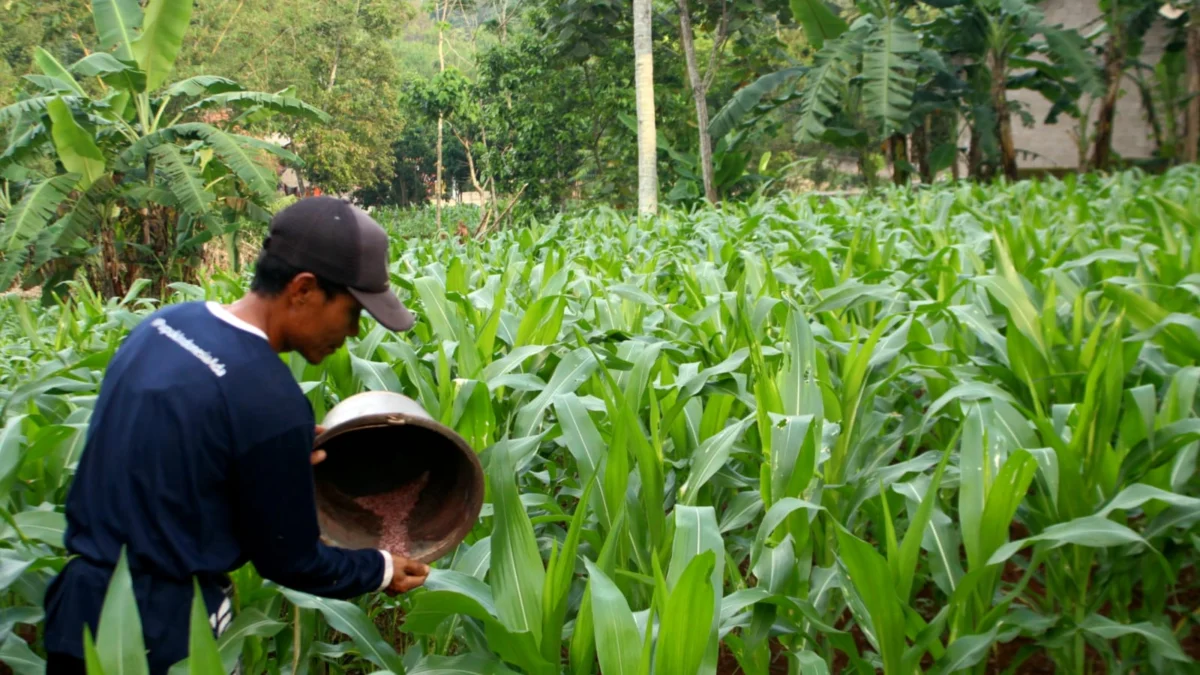 SUBUR : Petani Nagreg Ayep Saepudin saat memupuk tanaman jagungnya menggunakan Pupuk NPK dan Urea, Minggu (29/12/2024).(Hendrik Muchlison)