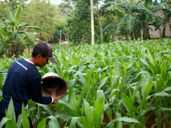 SUBUR : Petani Nagreg Ayep Saepudin saat memupuk tanaman jagungnya menggunakan Pupuk NPK dan Urea, Minggu (29/12/2024).(Hendrik Muchlison)