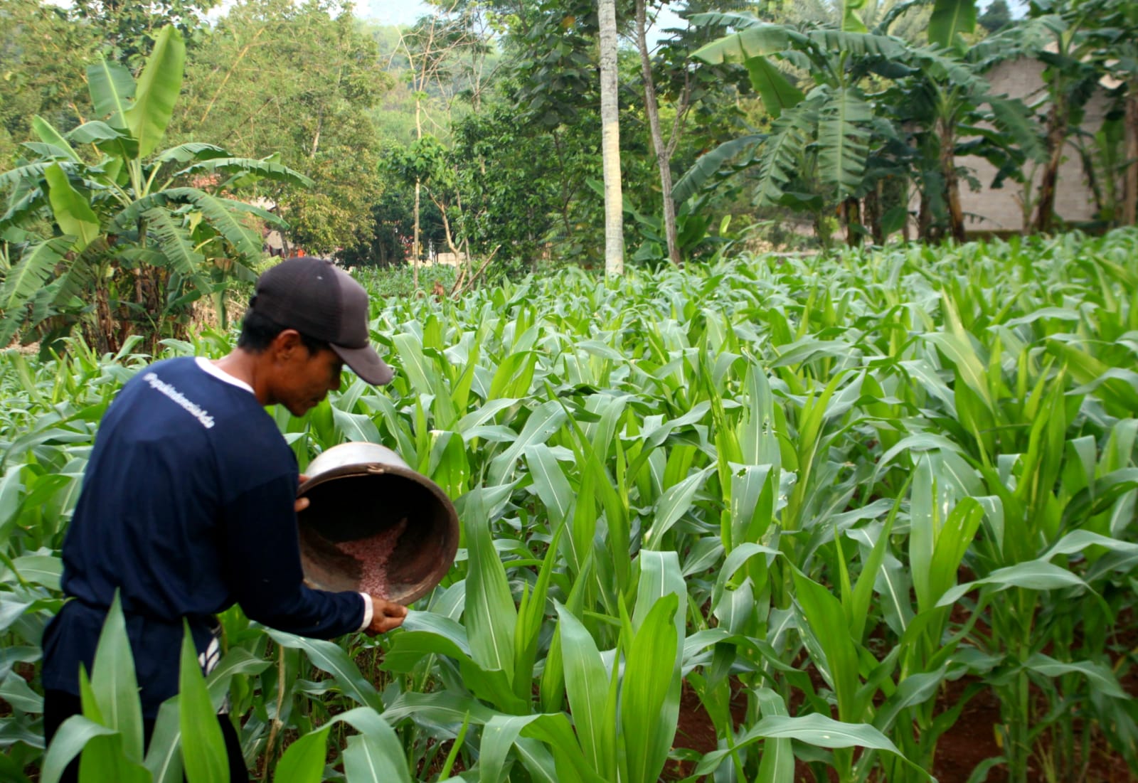 SUBUR : Petani Nagreg Ayep Saepudin saat memupuk tanaman jagungnya menggunakan Pupuk NPK dan Urea, Minggu (29/12/2024).(Hendrik Muchlison)