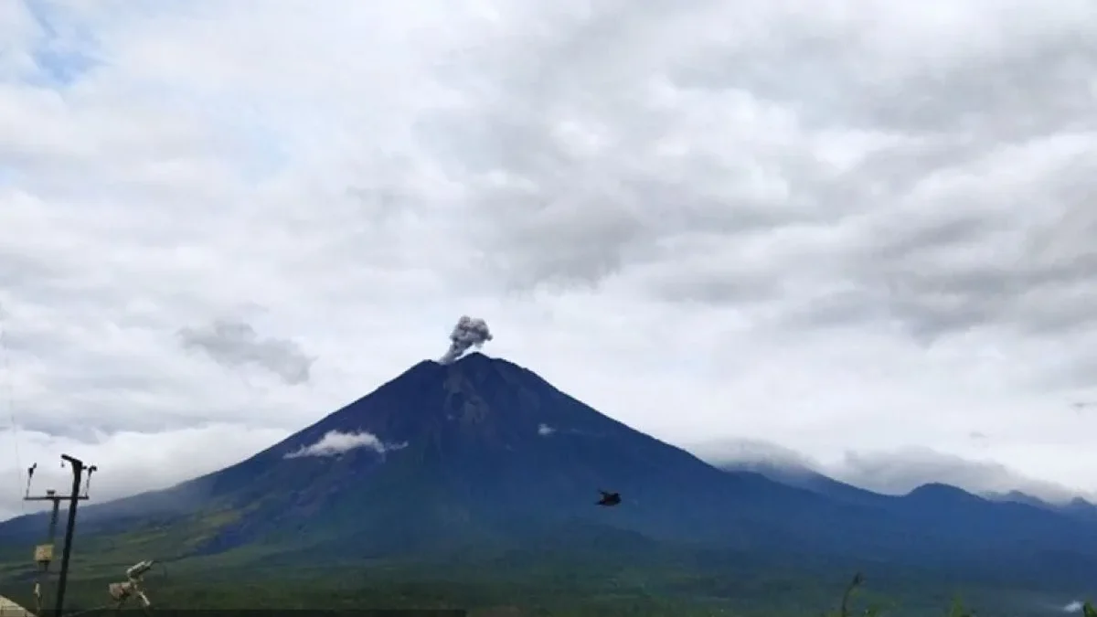 Gunung Semeru erupsi setinggi 600 meter pada Sabtu (11/1/2025). (Foto/ANTARA)