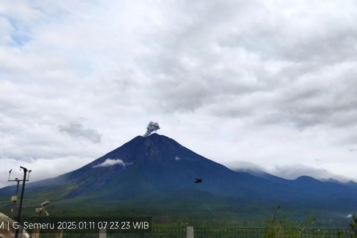 Gunung Semeru erupsi setinggi 600 meter pada Sabtu (11/1/2025). (Foto/ANTARA)