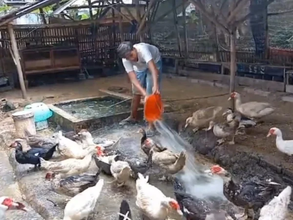 Seorang peternak bebek yang mengalami penipuan progam makan bergizi gratis di Ciamis. (Foto/Cecep Herdi)