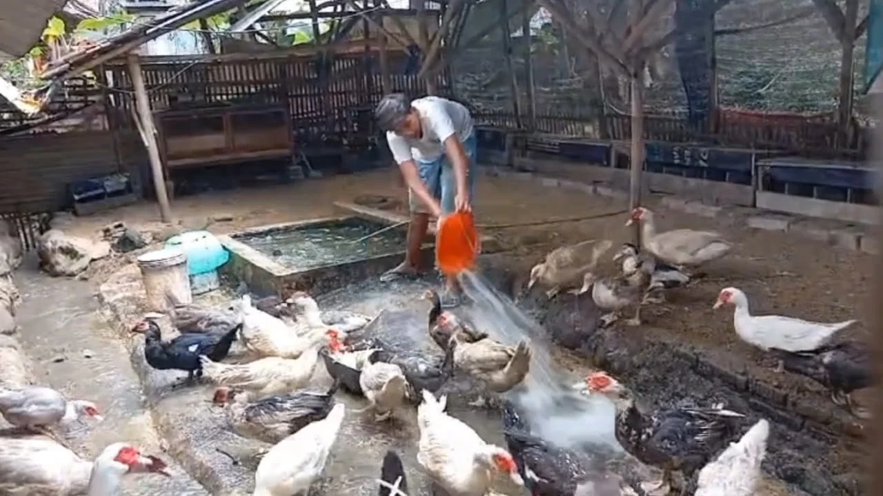 Seorang peternak bebek yang mengalami penipuan progam makan bergizi gratis di Ciamis. (Foto/Cecep Herdi)