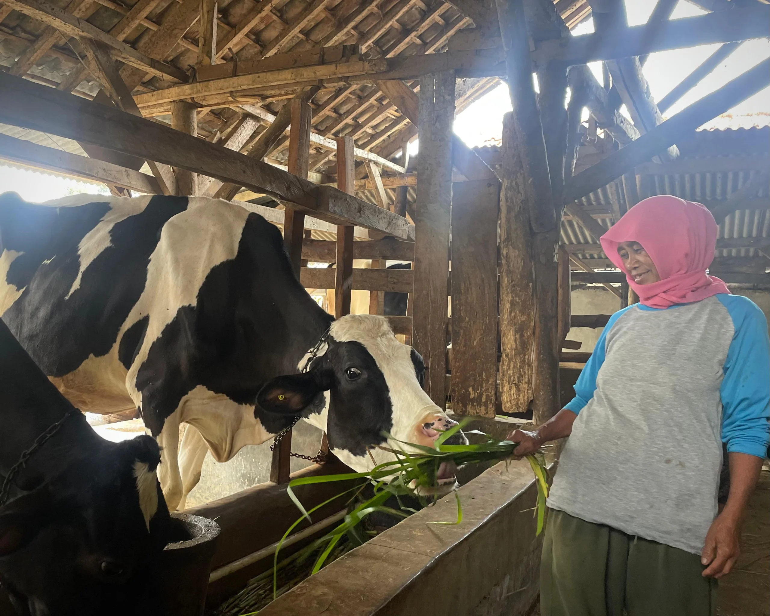 Peternak di Lembang, Bandung Barat tengah memberikan pakan ternak cegah PMK/Suwitno/Jabar Ekpres/