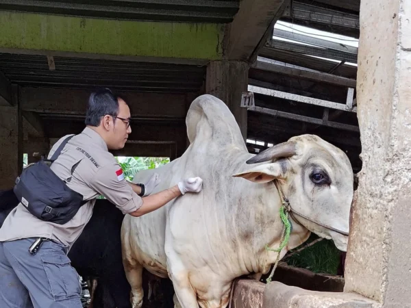 Salah satu petugas melakukan vaksinasi pada hewan ternak sapi. Foto : Diskominfo