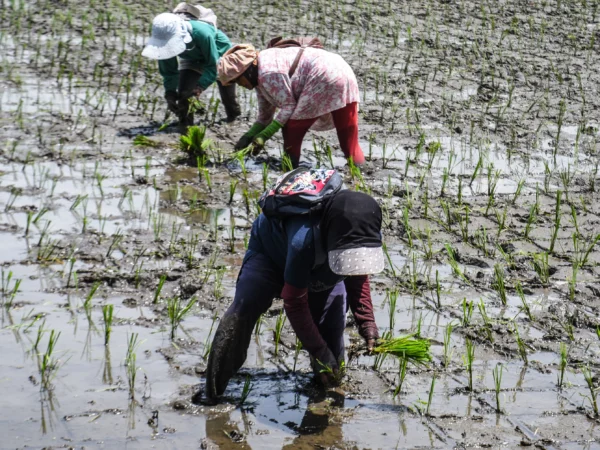 Petani menanam padi di areal persawahan Sekejati, Jalan Soekarno Hatta, Kota Bandung, Rabu (12/2). Foto: Dimas Rachmatsyah / Jabar Ekspres