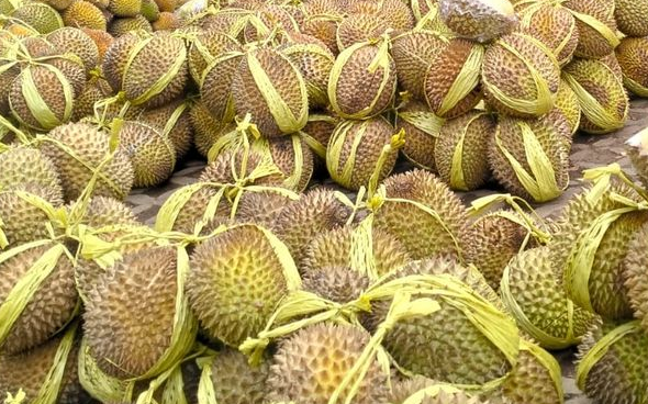 Mengenal Apa itu Durian Tewel yang Viral di Media Sosial