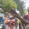 Pohon Raksasa Nyaris Ambruk di Jalan Kolonel Masturi Kota Cimahi (Mong)