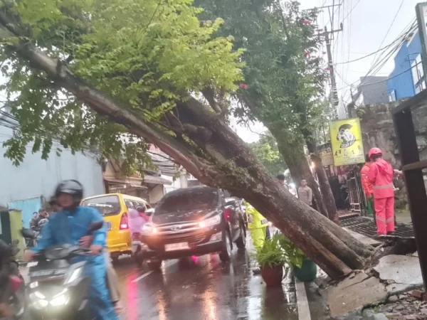 Pohon Raksasa Nyaris Ambruk di Jalan Kolonel Masturi Kota Cimahi (Mong)