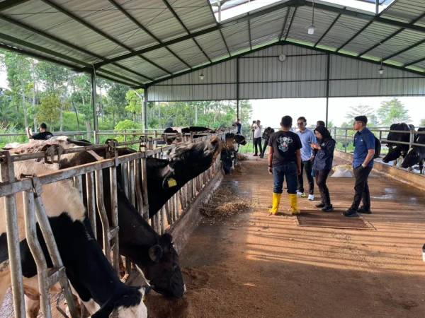 Jubir Kantor Komunikasi Kepresidenan RI (PCO) saat Meninjau Produksi Susu MBG di Farm Nusa Dairy Indonesia, Jatinangor, Sumedang (mong)